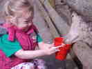 Feeding the sheep at Christmas Tree Farm, 2014